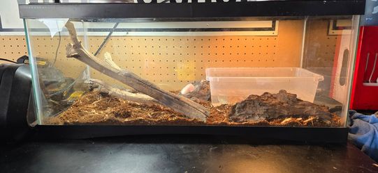 "Nile monitor"  Tank for FREE