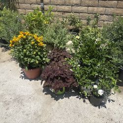 Beautiful Plants For Sale!!!🌿🌸