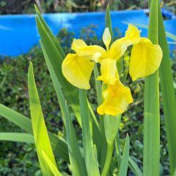 Sweet Yellow Iris Pond Plant