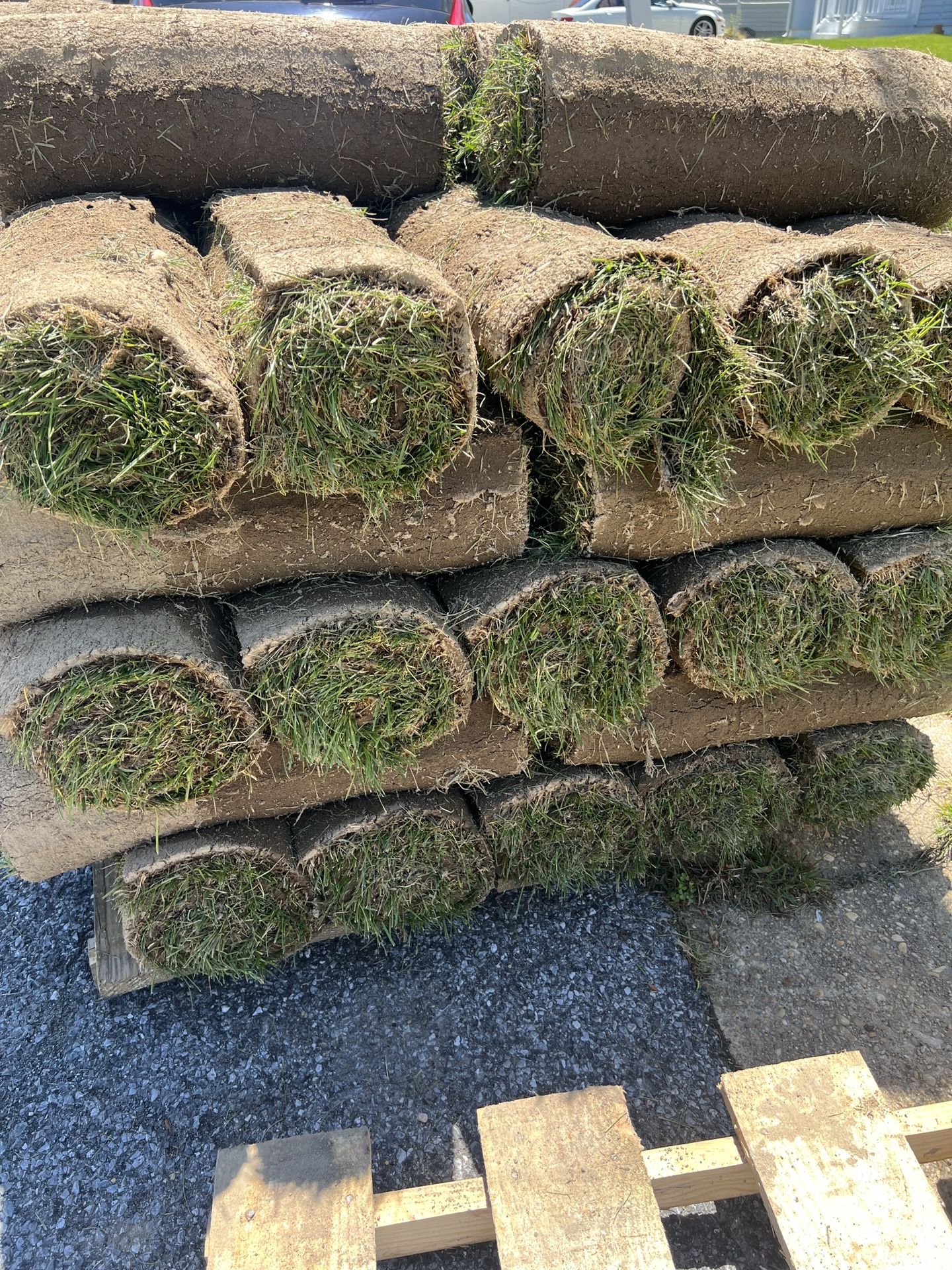 premium sod
