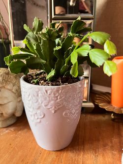 🌿 Lots of Beautiful Plants – Downsizing!