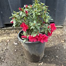 Azalea Bush