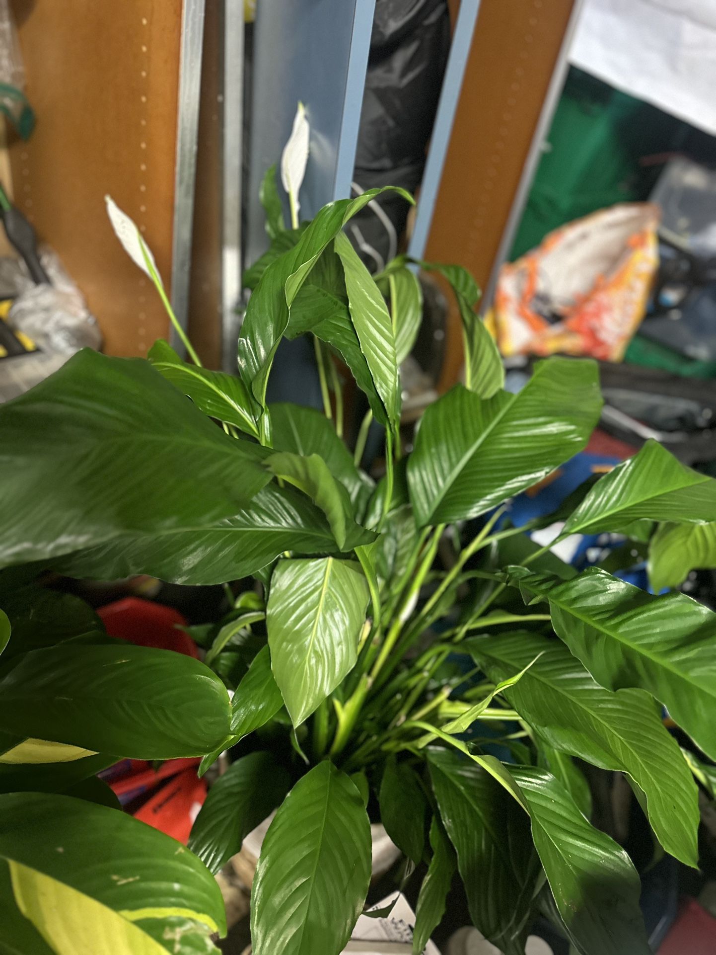 Beautiful Huge Day Lilie