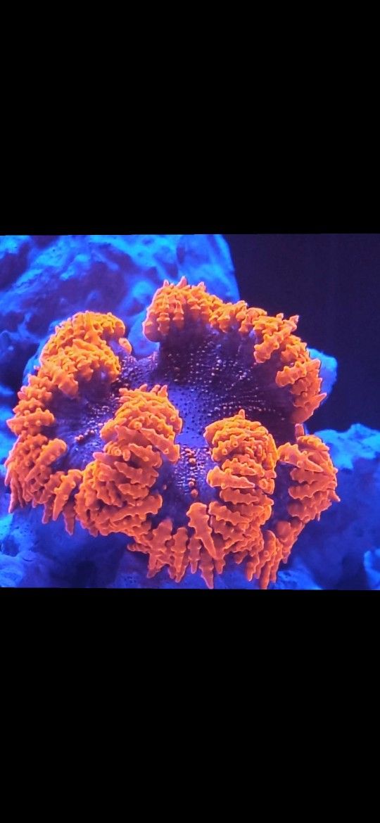 Ultra Rock Flower Anenomies