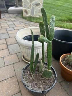 Prickly Pear Cactus 