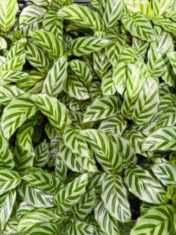 Plants (4”pot🌿Calathea Freddie $8 each)