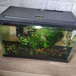 Fish Tank 