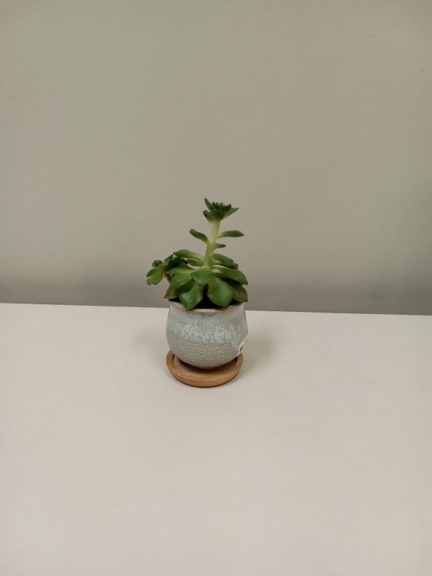 Succulent In Mini Handmade Ceramic Pot