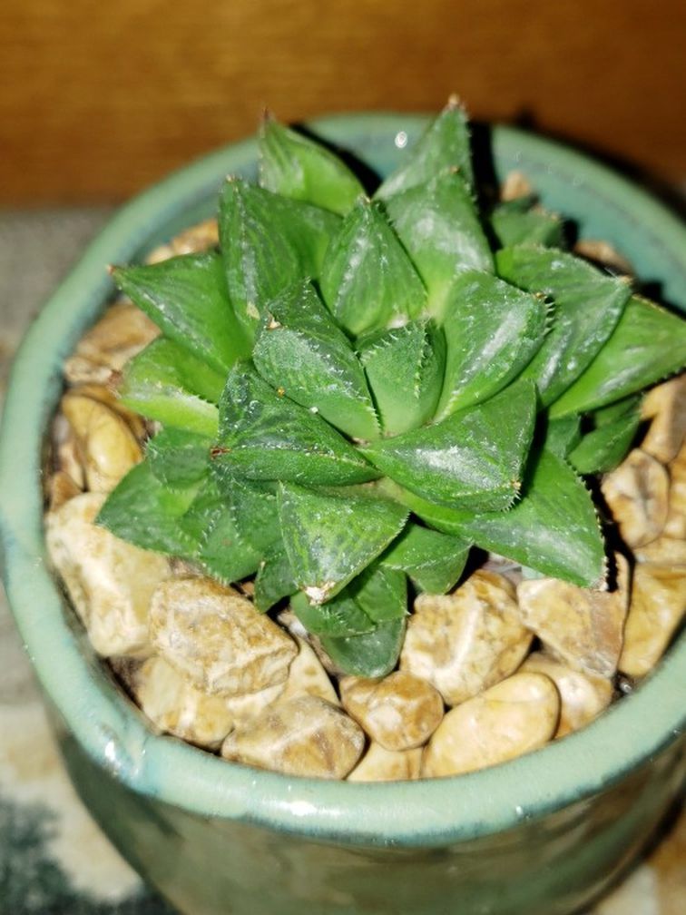 Live Haworthia Star Succulent( Please read Plant Description 💚