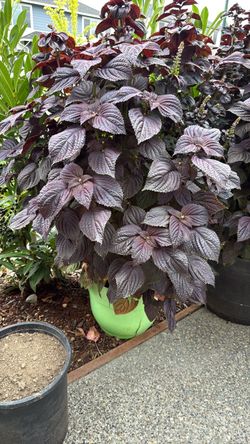 Red Shiso, Purple Perilla, green shiso
