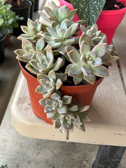 Succulent Plant