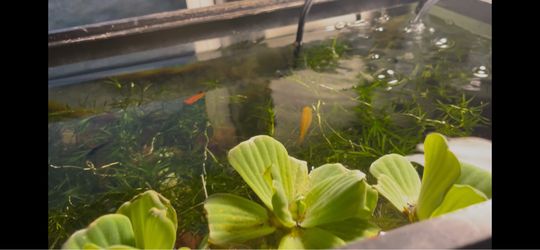 Water lettuce