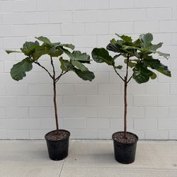 Two 5.5ft Fiddle Leaf Fig