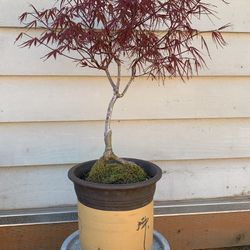 Bonsai, Japan Maple 23 Inches