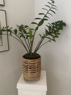 Healthy ZZ plant in wicker basket