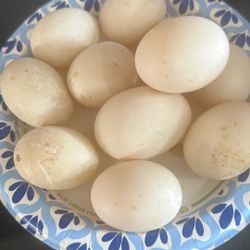 Duck Eggs $12