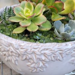 White Glazed Succulent Bowl