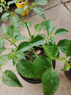plantas de chile $10 cada una