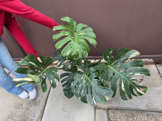 8” monstera thai constellation