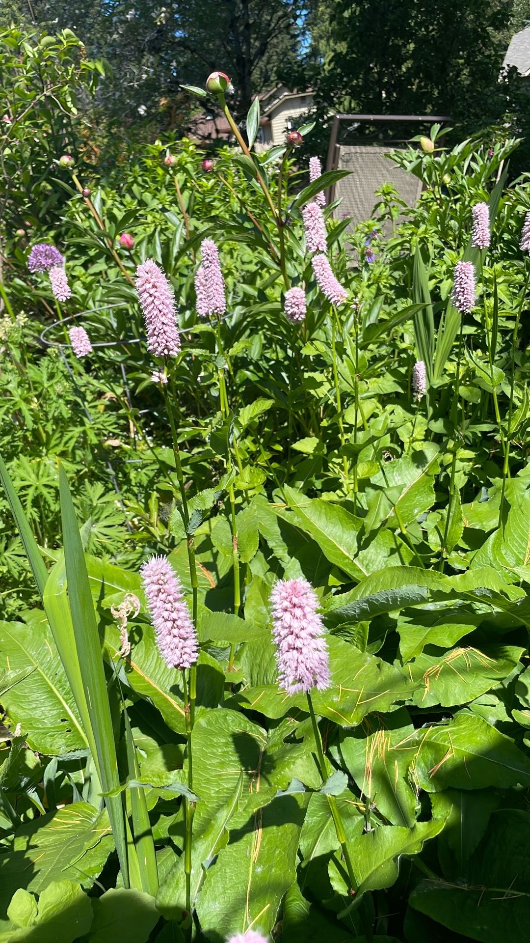 Persicaria