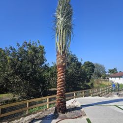 medjool  palms  silvester  palms and  canary  palms 