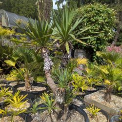 Yucca Filemtosa