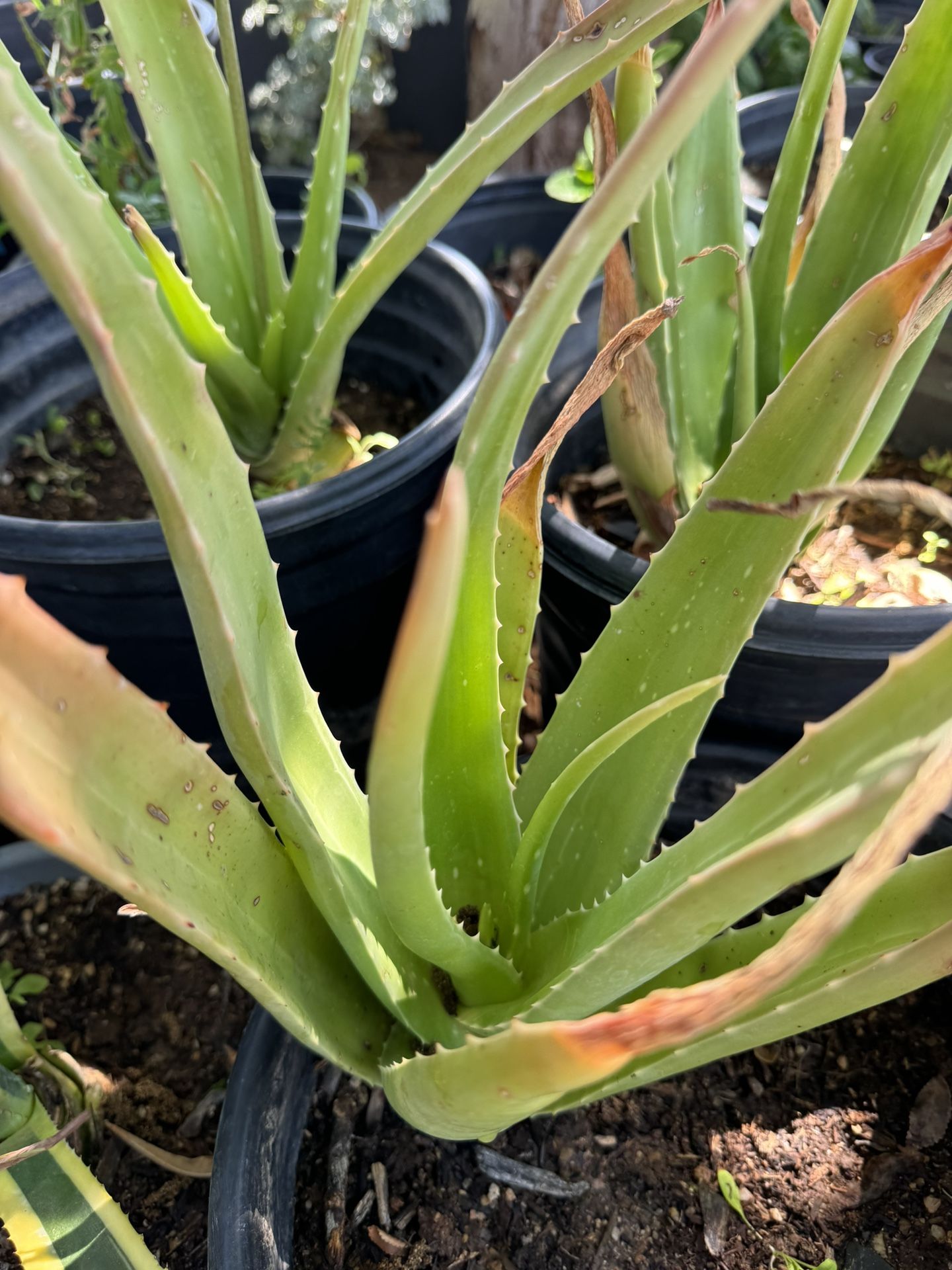 Aloe Vera Plant