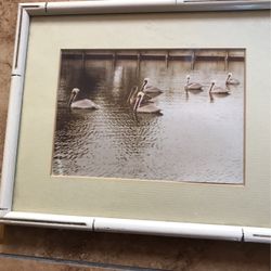 Pelicans Framed Photo From Marco Island Fl