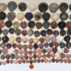 180 Natural Scallop Shells for Crafts, Decor, DIY Projects , Painting, Culinary Use Seashells (2/8"-1 3/4") 