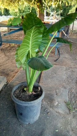 Elephant Ear Plant
