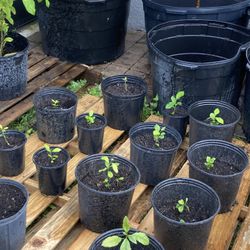 Lemon Plants.  $15 Each 