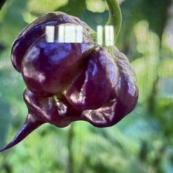 Beast Purple Death Chili Plant