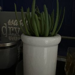 Decorative Succulents- Set