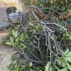 Plumeria Cuts For Sale