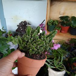 Cactus 