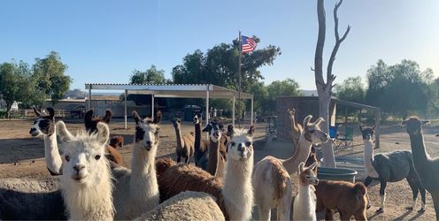 Llama fertilizer