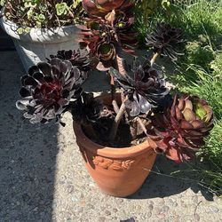 Succulent With Pot