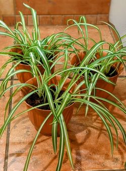 Spider Plants