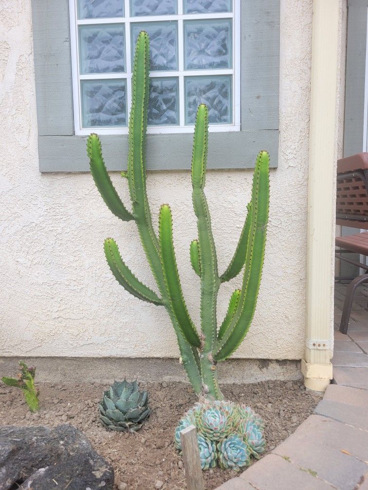 Large euphorbia succulent/cactus plus 2 echveria succulents - drought resistent & easy to transplant to pots or garden - all for $22