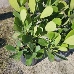 clusias podocarpus  Only Instant privacy  Hedge  for fences 