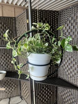 Pothos N’Joy In Hanging Pot 