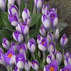 Beautiful Crocuses