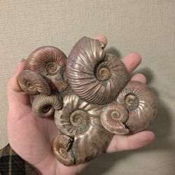 Pyritized Jurassic Ammonite Death Plate From Moscow 