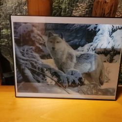 Picture of wolf