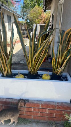 Ceramic planters with artificial snake plants
