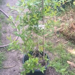 Granada Dulce Ingerto 