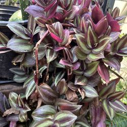 Planta colgante