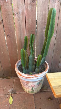 Cactus 🌵