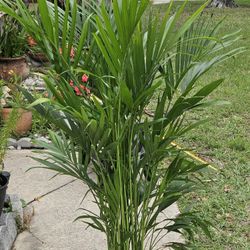 Cat Palm In 3gallons Pot Live Plants 