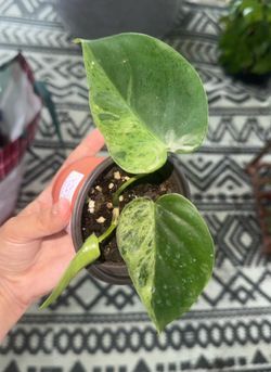 Philodendron Variegated Heartleaf